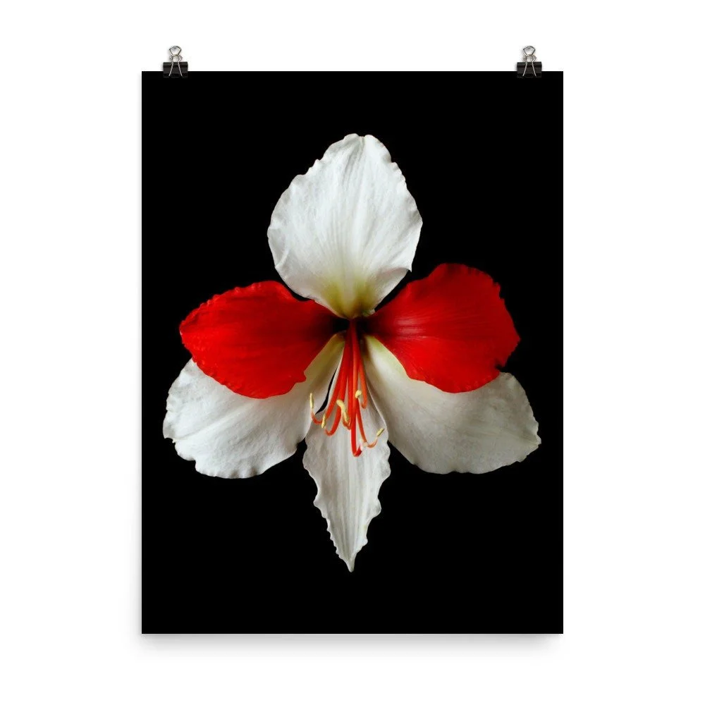 https://i.etsystatic.com/16519884/r/il/d8d6f4/2254476213/il_fullxfull.2254476213_4lfx.jpg