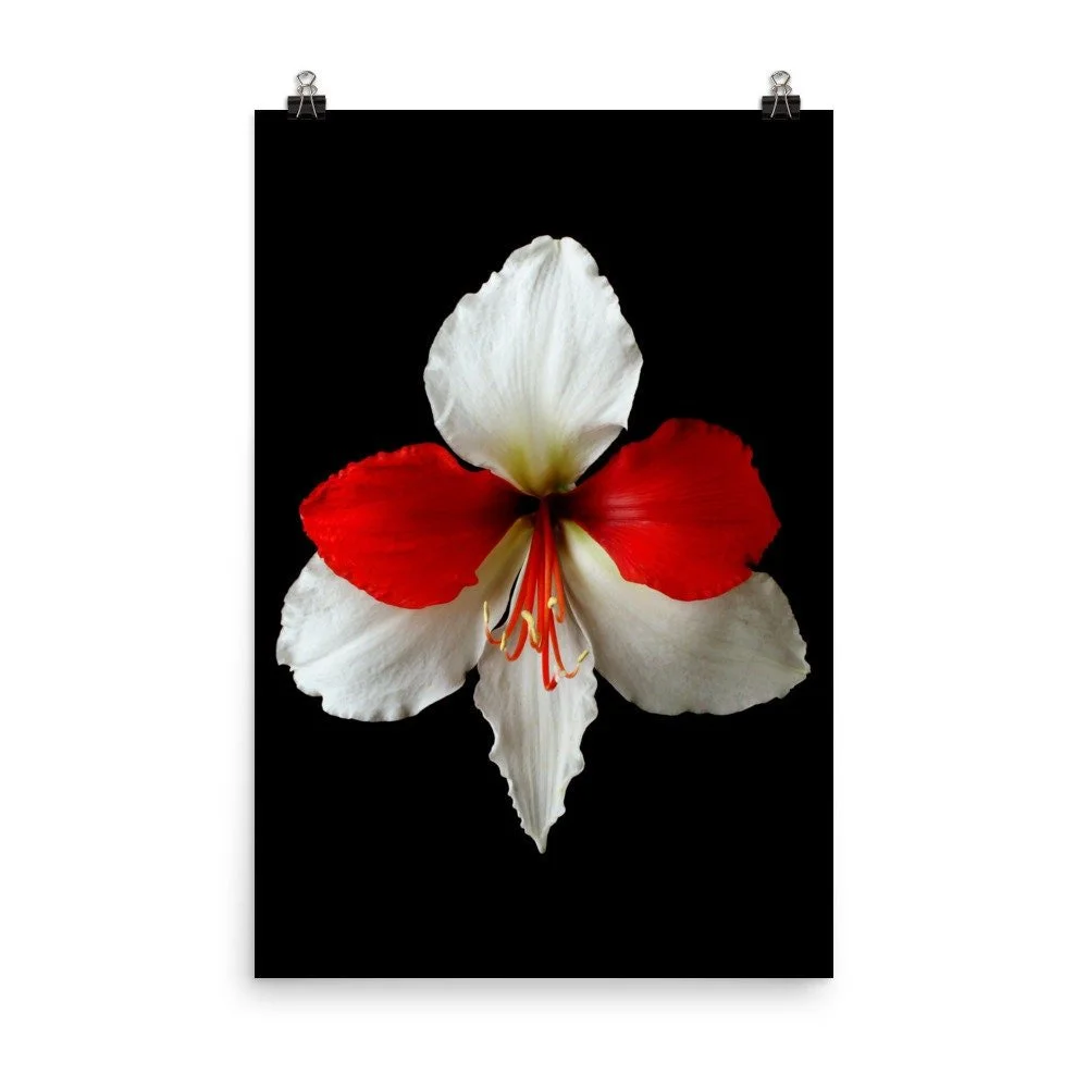 https://i.etsystatic.com/16519884/r/il/15db5d/2254476177/il_fullxfull.2254476177_imgl.jpg