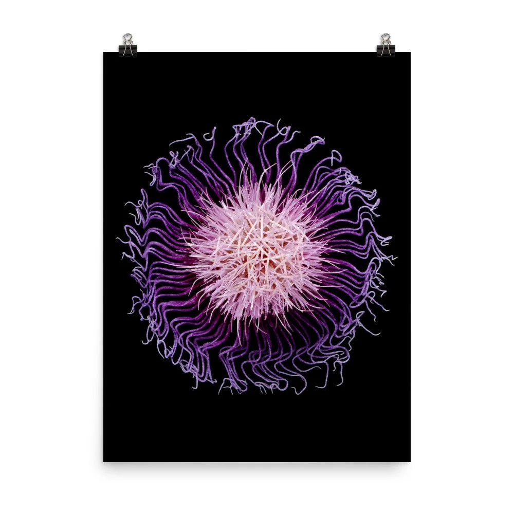 https://i.etsystatic.com/16519884/r/il/a2f784/2254466567/il_fullxfull.2254466567_5vuq.jpg