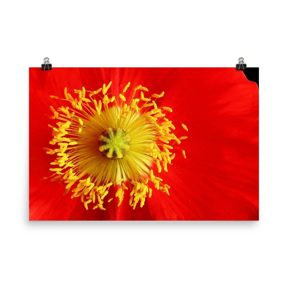 https://i.etsystatic.com/16519884/r/il/d912d1/2248240175/il_fullxfull.2248240175_6fp9.jpg