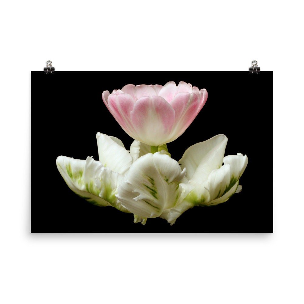 https://i.etsystatic.com/16519884/r/il/cbb5ad/2206711478/il_fullxfull.2206711478_3yzq.jpg