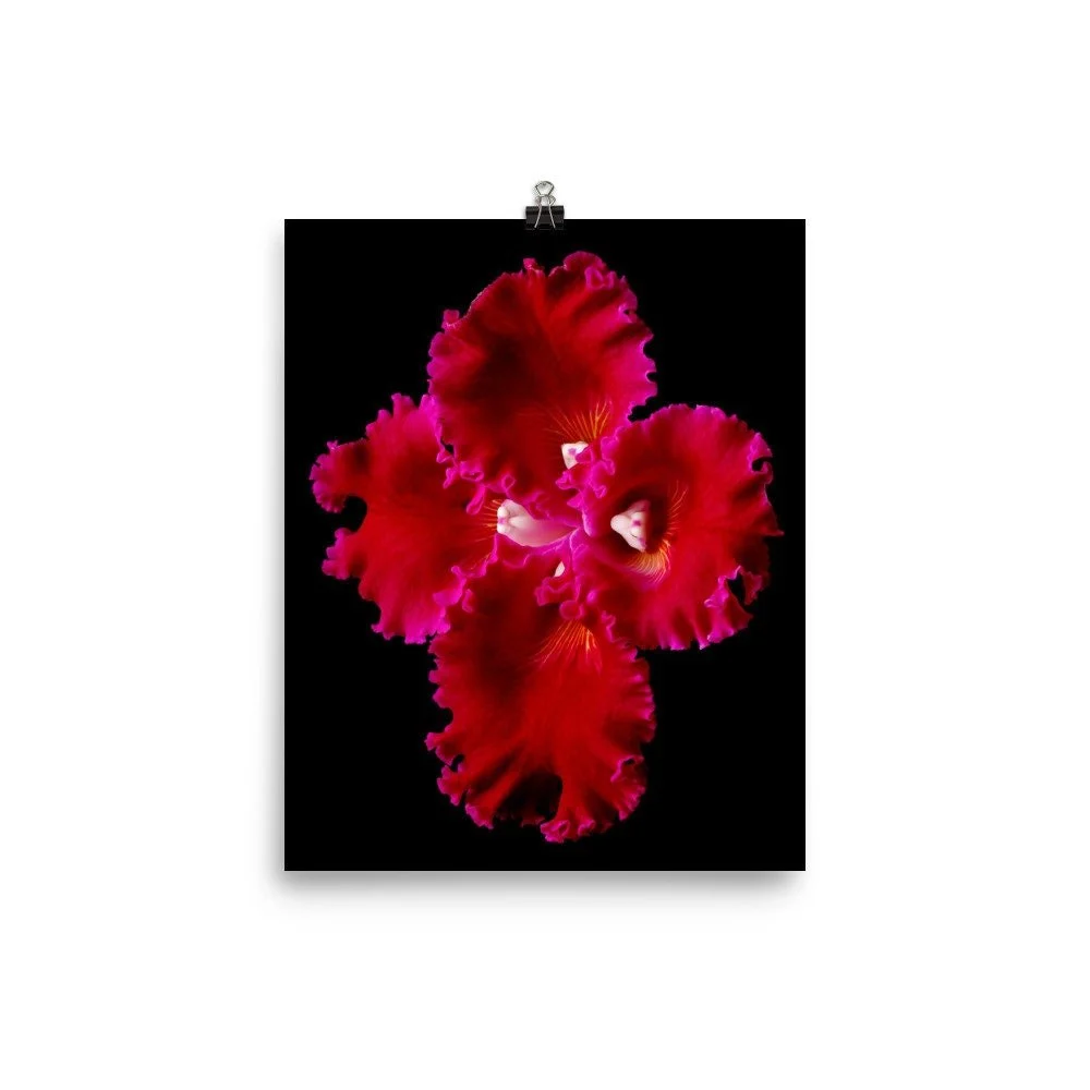 https://i.etsystatic.com/16519884/r/il/779fc7/2255196443/il_fullxfull.2255196443_5xnw.jpg