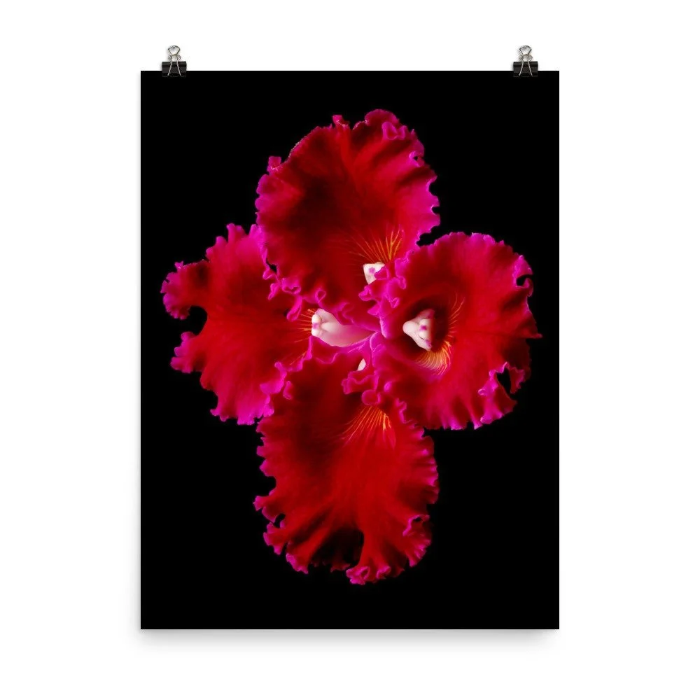 https://i.etsystatic.com/16519884/r/il/5c9a60/2207596084/il_fullxfull.2207596084_au2h.jpg