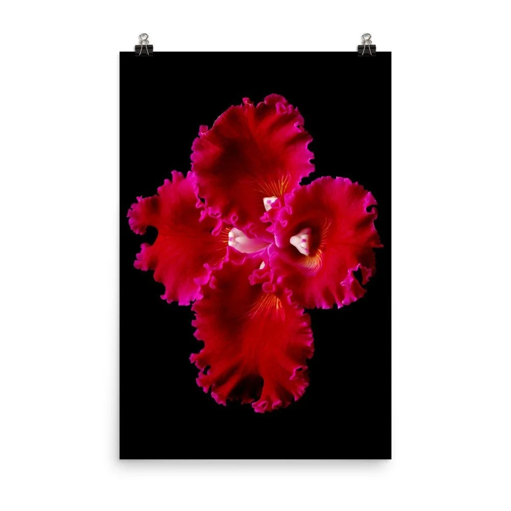 https://i.etsystatic.com/16519884/r/il/bd8a8a/2207596028/il_fullxfull.2207596028_istc.jpg