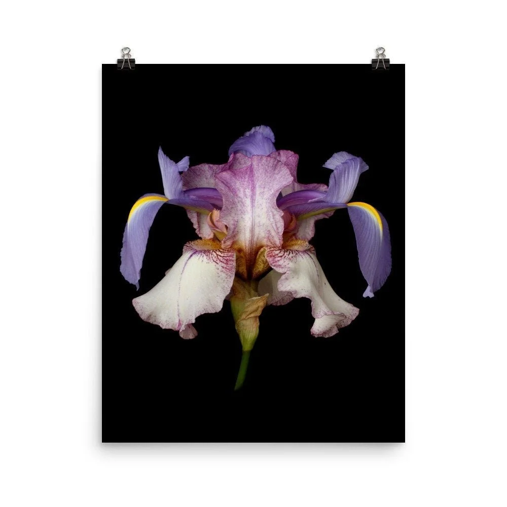 https://i.etsystatic.com/16519884/r/il/181849/2257373433/il_fullxfull.2257373433_4thd.jpg