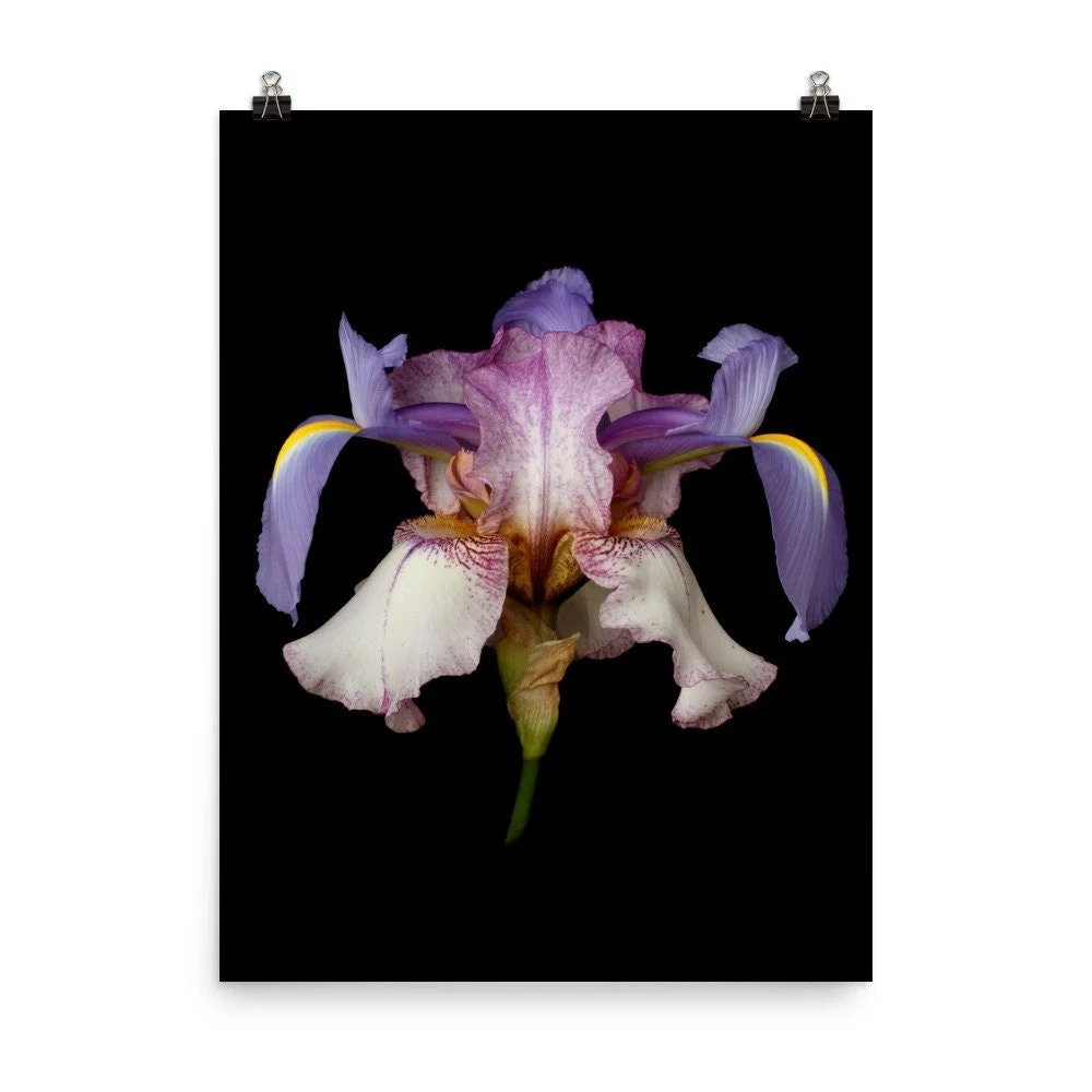 https://i.etsystatic.com/16519884/r/il/17339b/2209775466/il_fullxfull.2209775466_e2bb.jpg