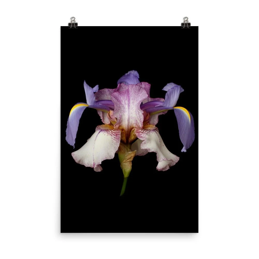 https://i.etsystatic.com/16519884/r/il/4ccf20/2257370063/il_fullxfull.2257370063_bi0y.jpg