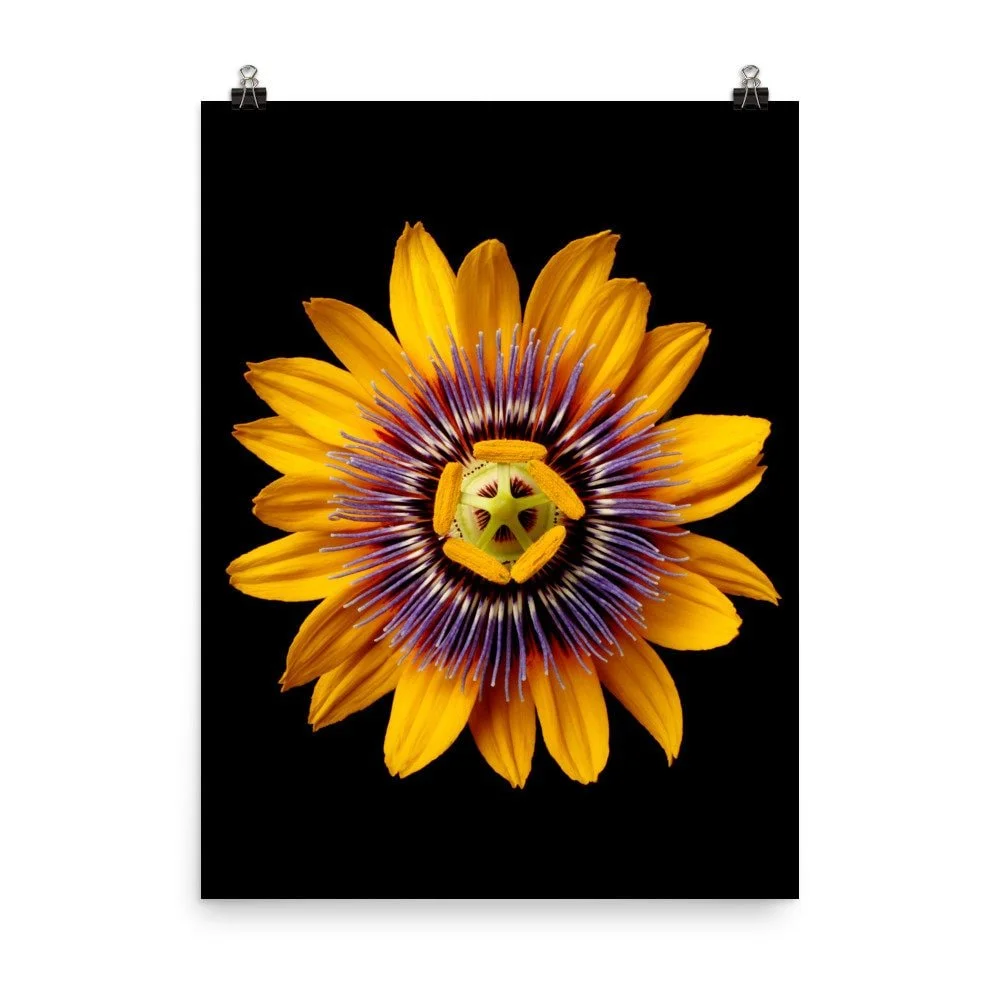 https://i.etsystatic.com/16519884/r/il/956477/2162432902/il_fullxfull.2162432902_84q5.jpg