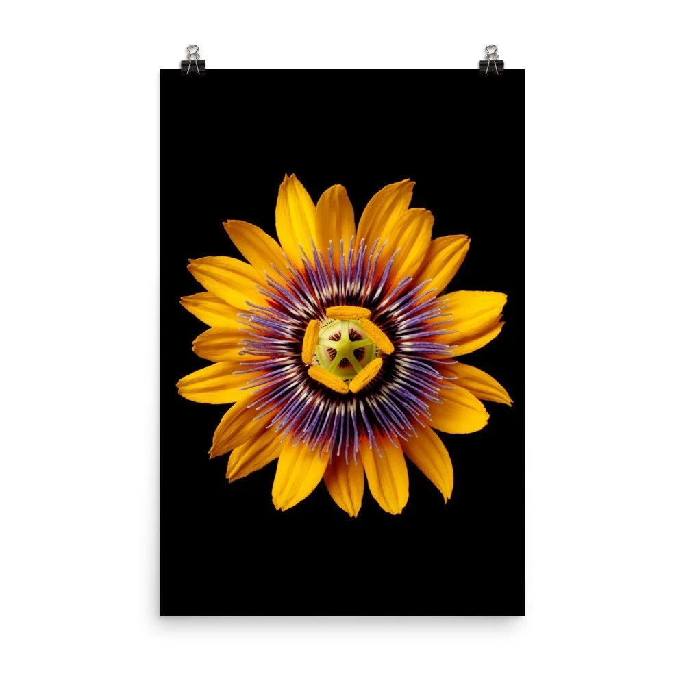 https://i.etsystatic.com/16519884/r/il/c3164b/2209993765/il_fullxfull.2209993765_qoac.jpg