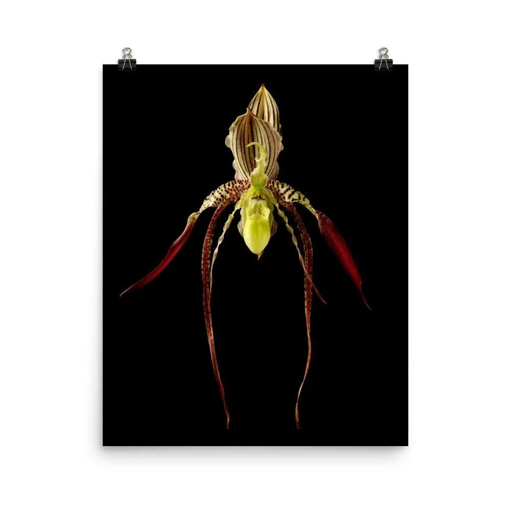 https://i.etsystatic.com/16519884/r/il/87af33/2207004260/il_fullxfull.2207004260_e03t.jpg