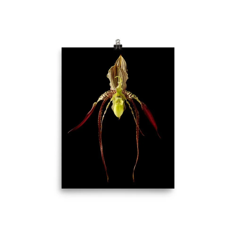 https://i.etsystatic.com/16519884/r/il/bd380f/2207000228/il_fullxfull.2207000228_mypp.jpg