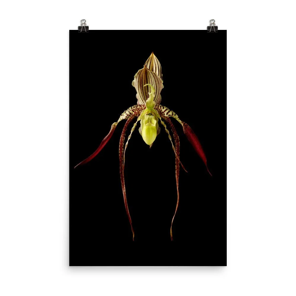 https://i.etsystatic.com/16519884/r/il/ceb6a9/2207000158/il_fullxfull.2207000158_9kij.jpg