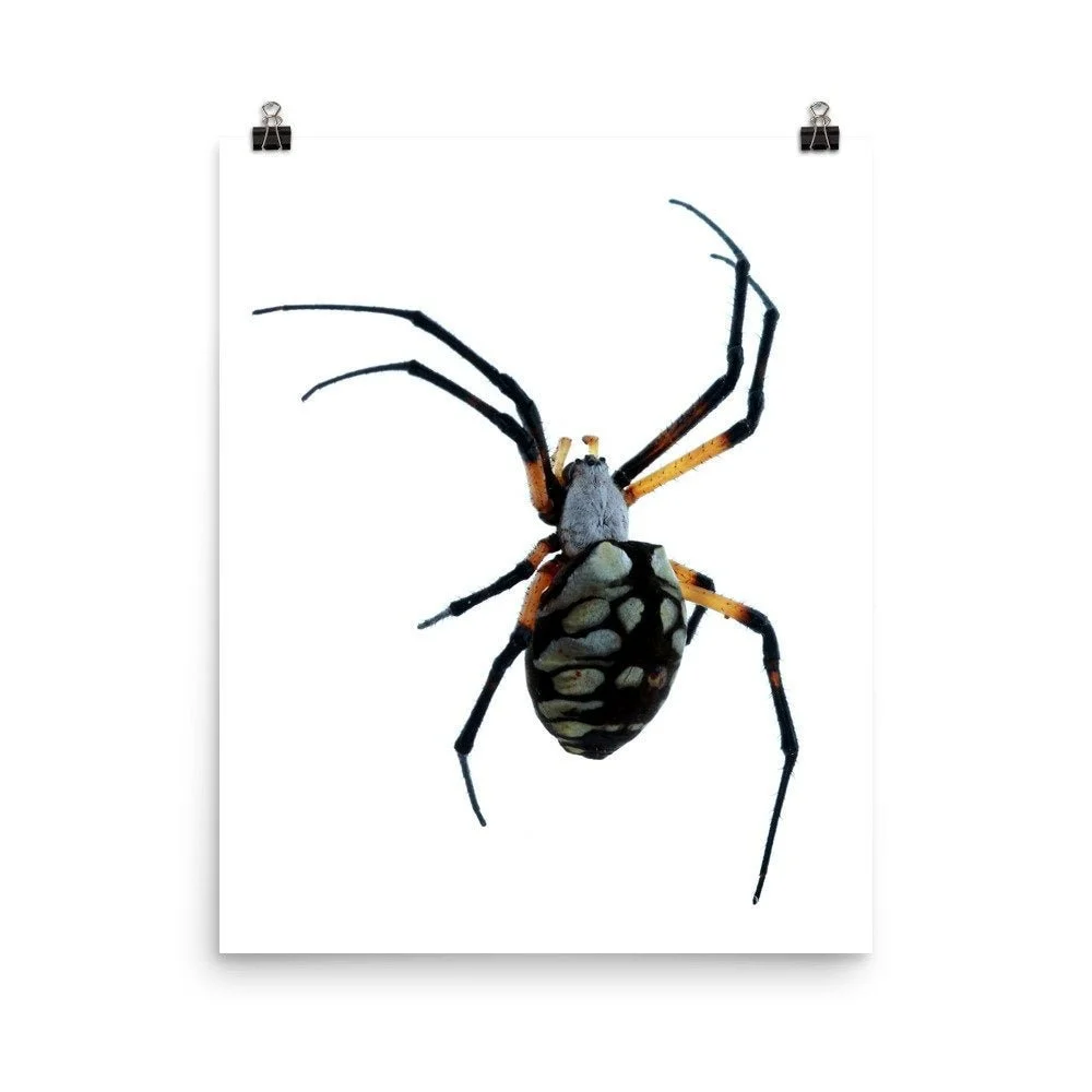 https://i.etsystatic.com/16519884/r/il/700b7f/2209272576/il_fullxfull.2209272576_5lnz.jpg