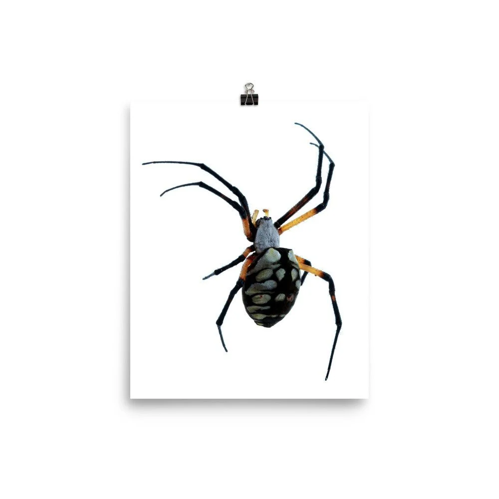 https://i.etsystatic.com/16519884/r/il/82010b/2209272080/il_fullxfull.2209272080_c5oa.jpg