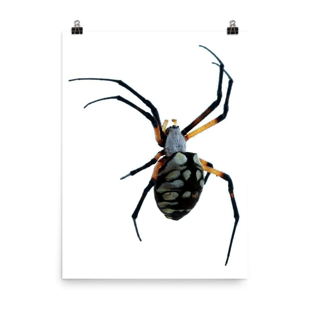 https://i.etsystatic.com/16519884/r/il/2e46db/2209272054/il_fullxfull.2209272054_4l4c.jpg
