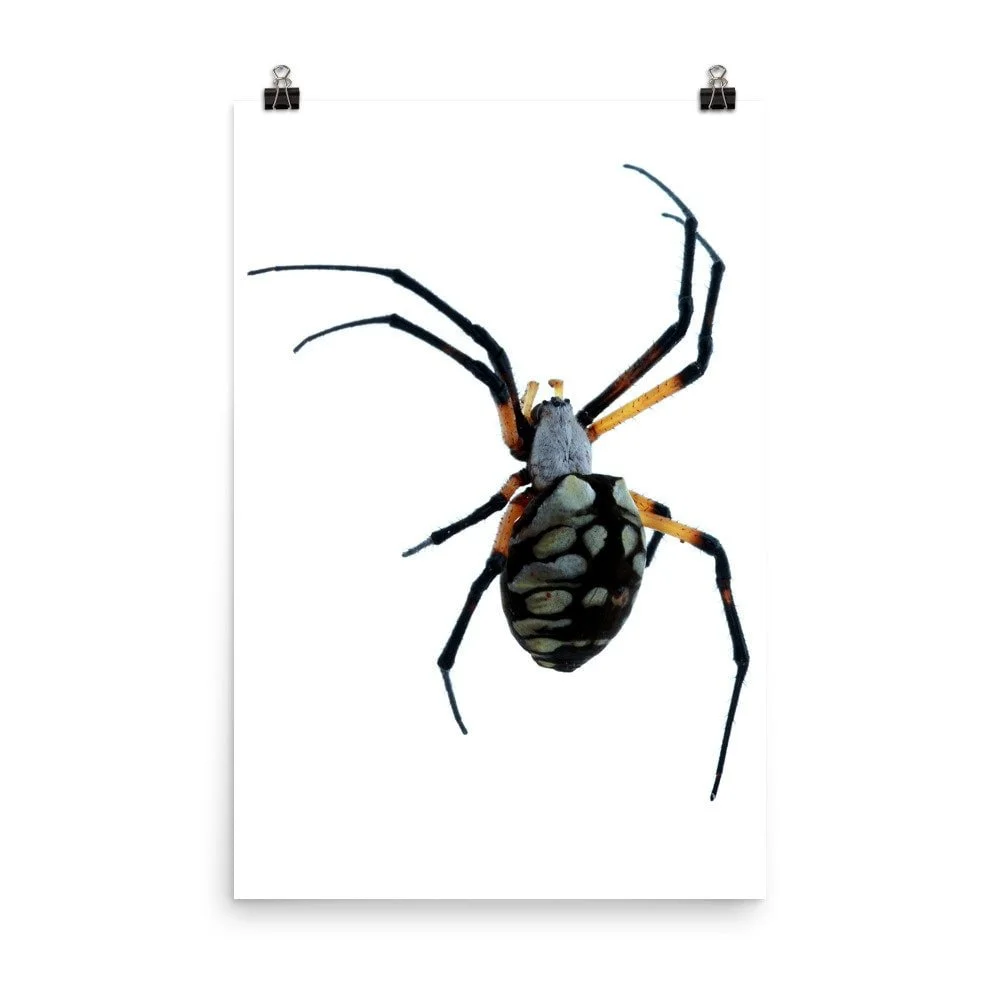 https://i.etsystatic.com/16519884/r/il/9c6de0/2209272014/il_fullxfull.2209272014_ofpq.jpg