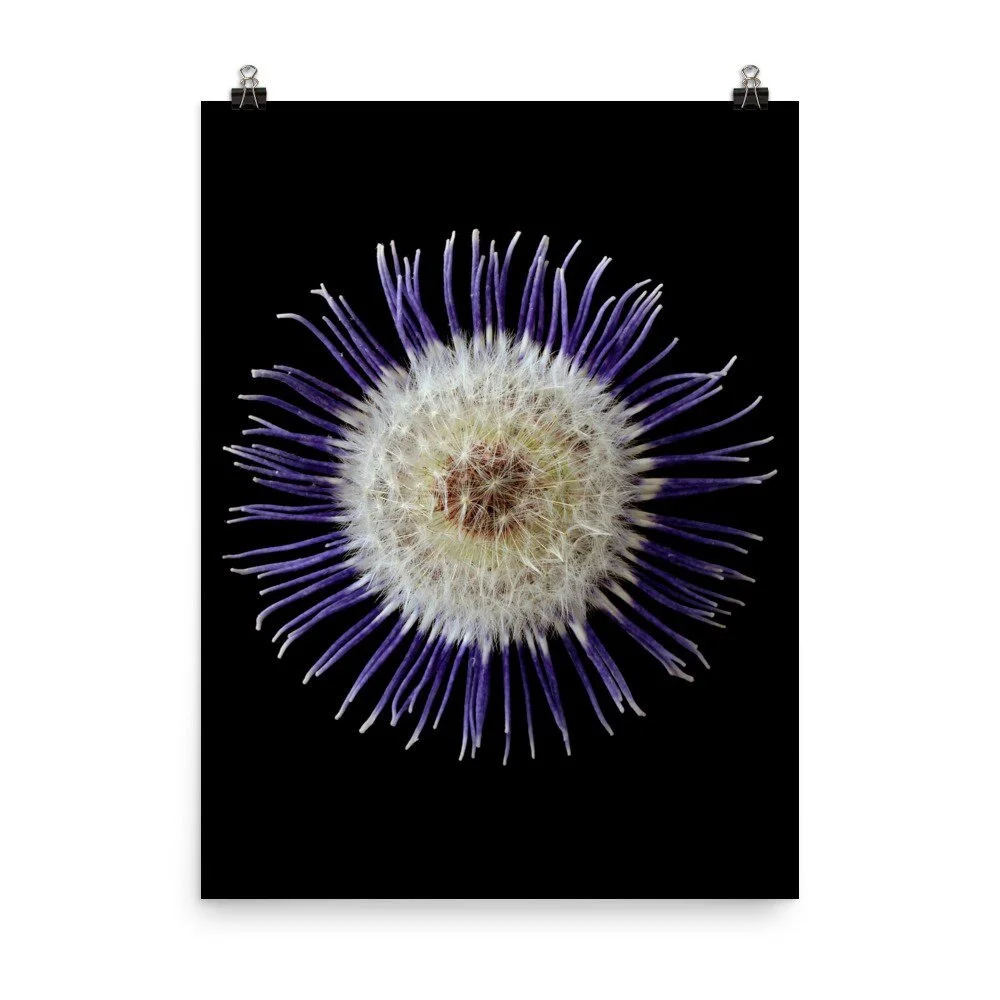 https://i.etsystatic.com/16519884/r/il/d6bd12/2209709106/il_fullxfull.2209709106_283e.jpg