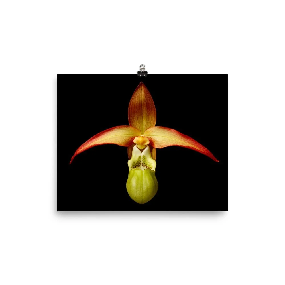 https://i.etsystatic.com/16519884/r/il/c0ea88/2262110203/il_fullxfull.2262110203_80ia.jpg