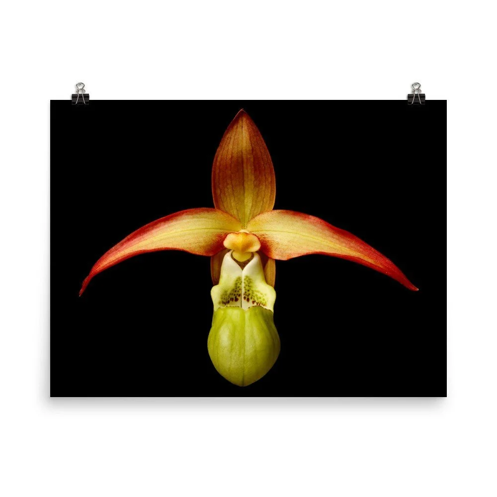 https://i.etsystatic.com/16519884/r/il/77dd0b/2262110165/il_fullxfull.2262110165_rzb9.jpg