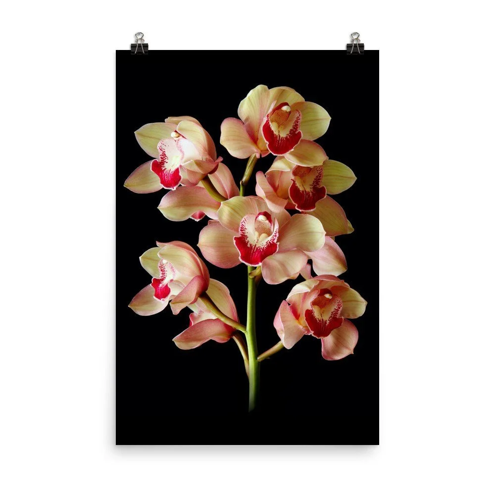 https://i.etsystatic.com/16519884/r/il/0d7cd8/2440462116/il_fullxfull.2440462116_c3iy.jpg