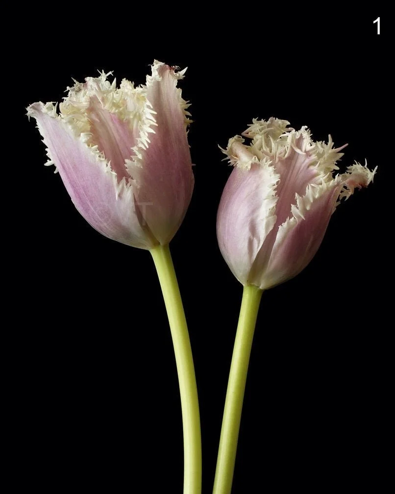 https://i.etsystatic.com/16519884/r/il/b71927/2064597827/il_fullxfull.2064597827_8ckg.jpg