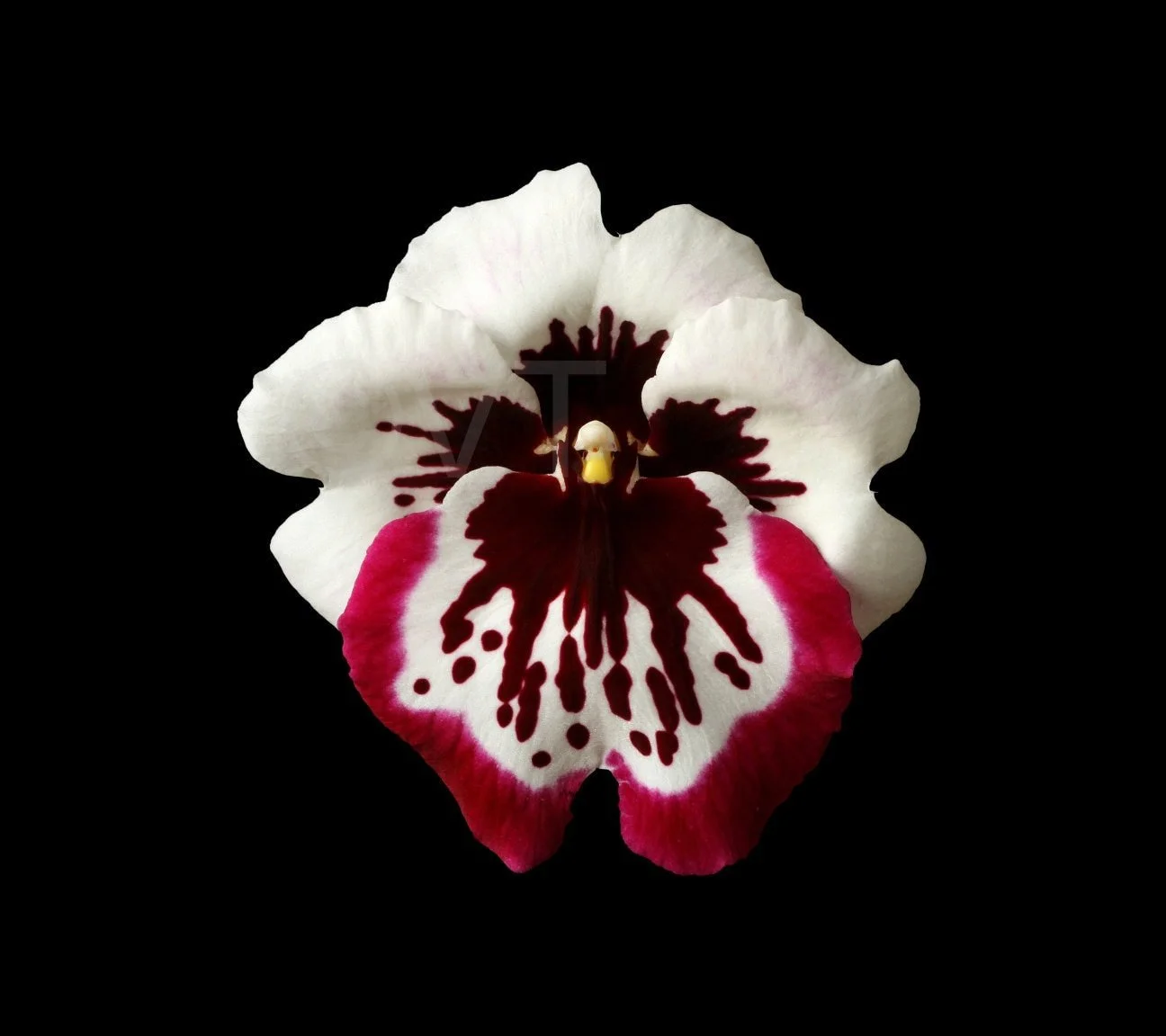 https://i.etsystatic.com/16519884/r/il/9c19e3/2257451567/il_fullxfull.2257451567_kyiy.jpg