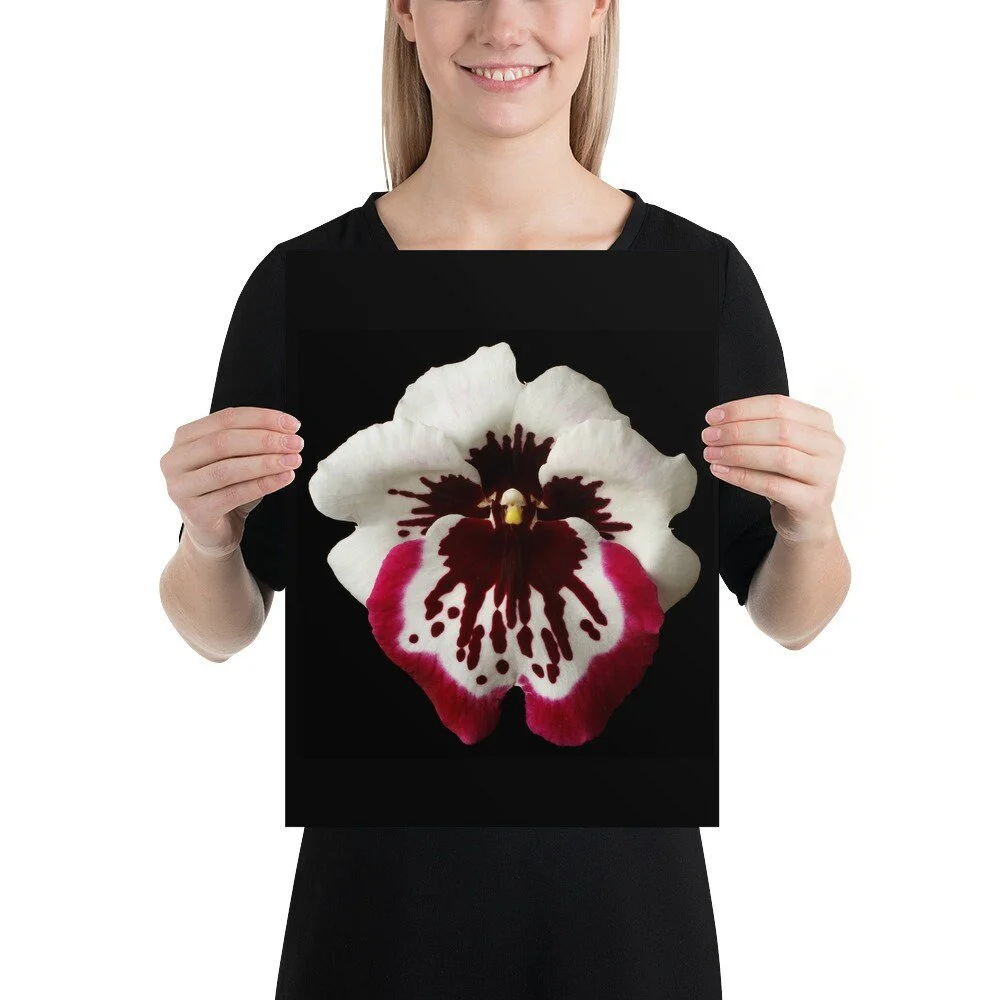 https://i.etsystatic.com/16519884/r/il/b6c2c2/2080007917/il_fullxfull.2080007917_4v7w.jpg