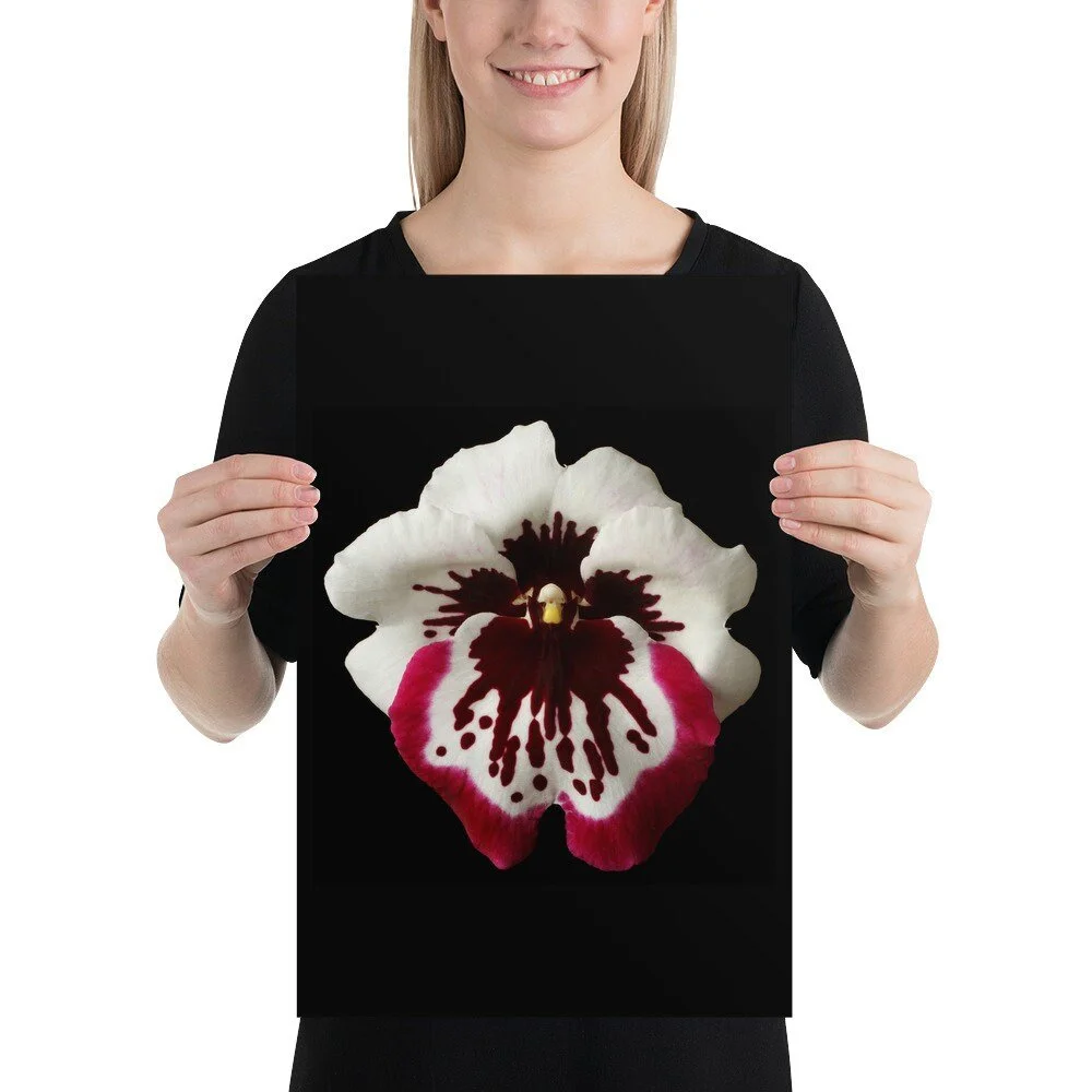 https://i.etsystatic.com/16519884/r/il/733e7e/2032396998/il_fullxfull.2032396998_iqrq.jpg