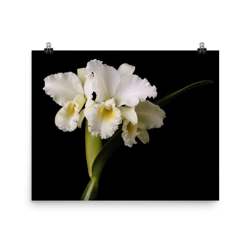 https://i.etsystatic.com/16519884/r/il/9803e6/2432669302/il_fullxfull.2432669302_p083.jpg