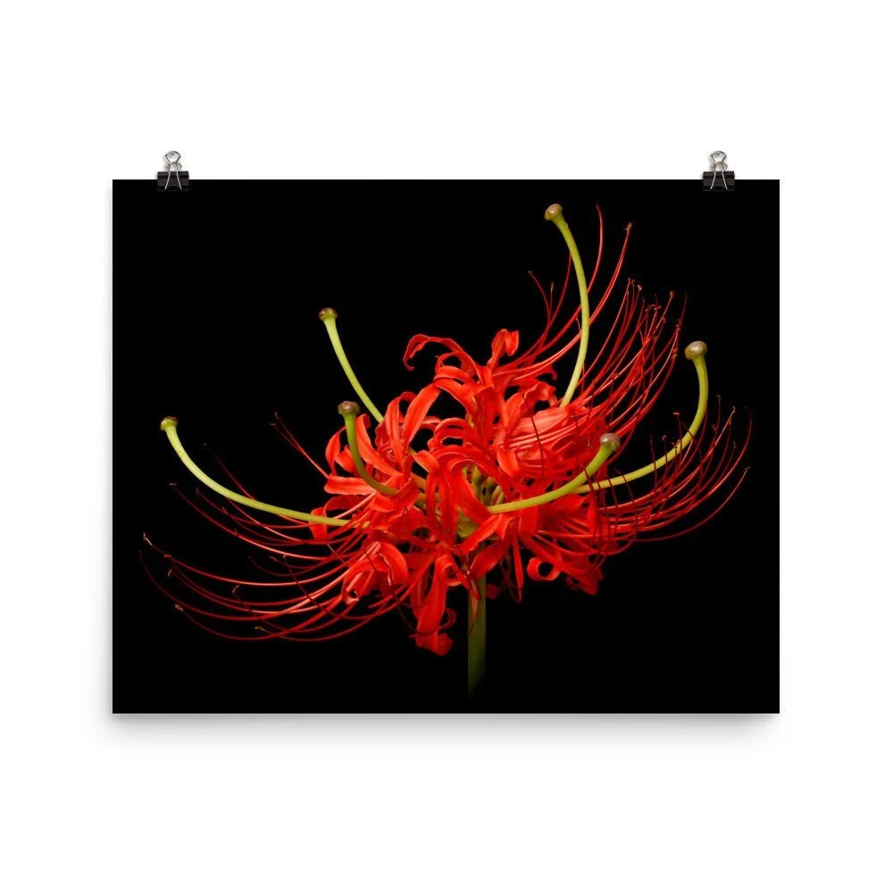 https://i.etsystatic.com/16519884/r/il/11cf6c/2433129004/il_fullxfull.2433129004_tt9k.jpg