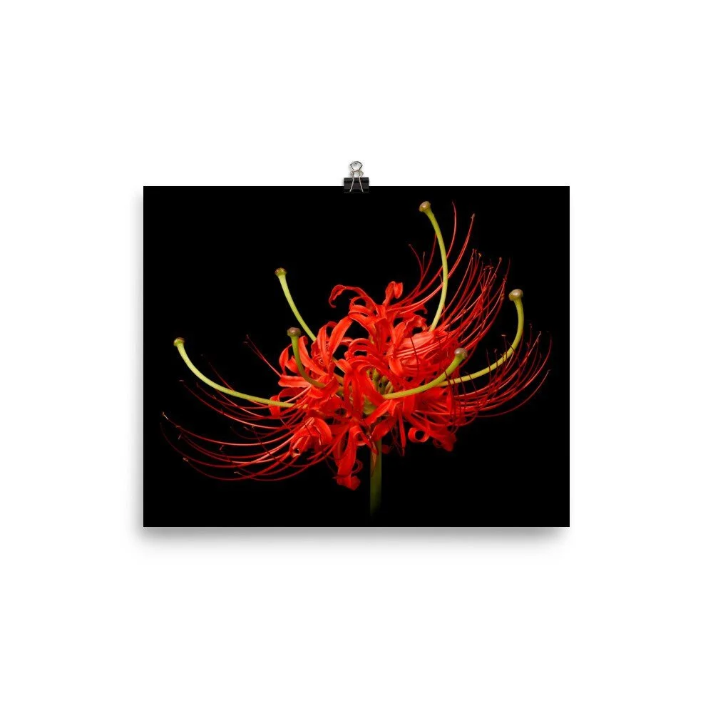 https://i.etsystatic.com/16519884/r/il/800e20/2480758089/il_fullxfull.2480758089_na27.jpg