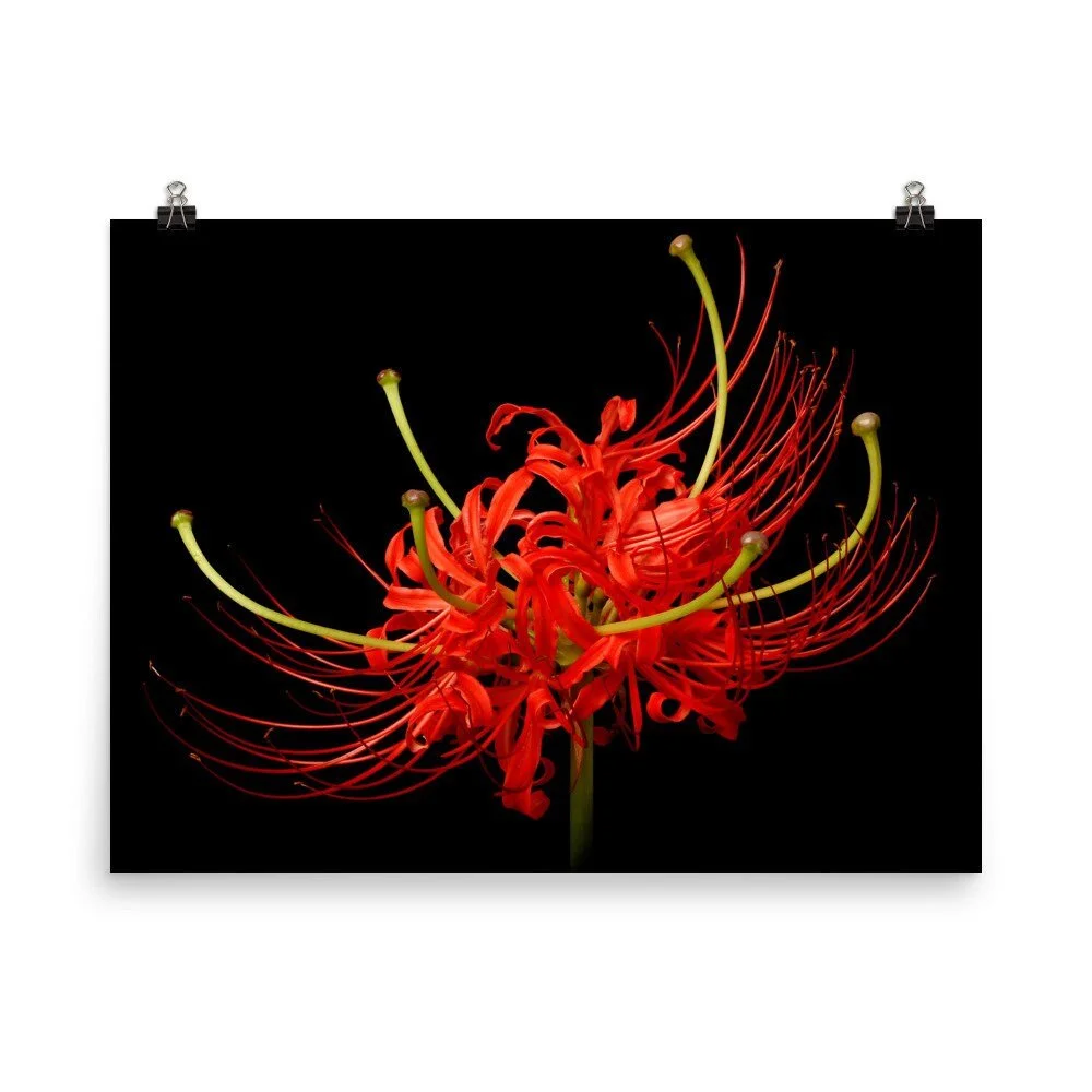 https://i.etsystatic.com/16519884/r/il/90e0bf/2433128162/il_fullxfull.2433128162_30ek.jpg