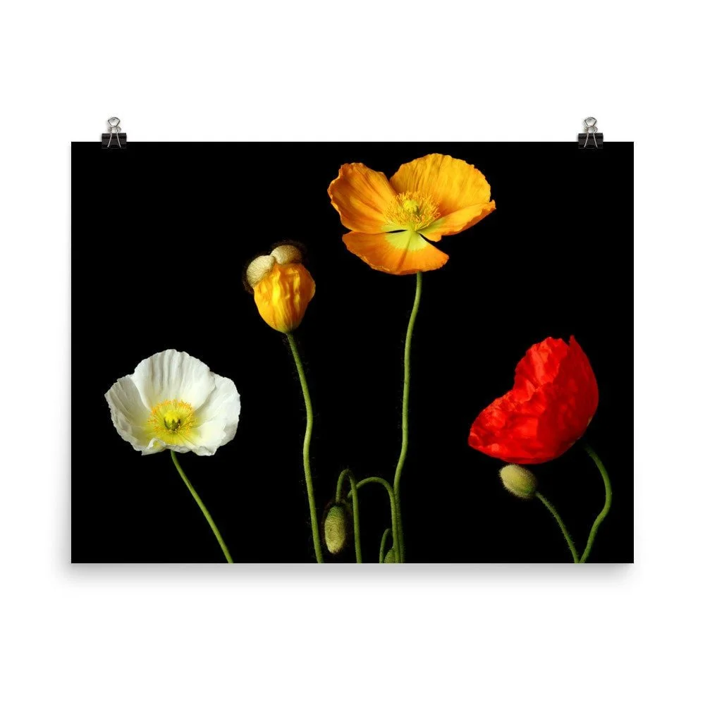 https://i.etsystatic.com/16519884/r/il/bcb3da/2433375920/il_fullxfull.2433375920_dr87.jpg