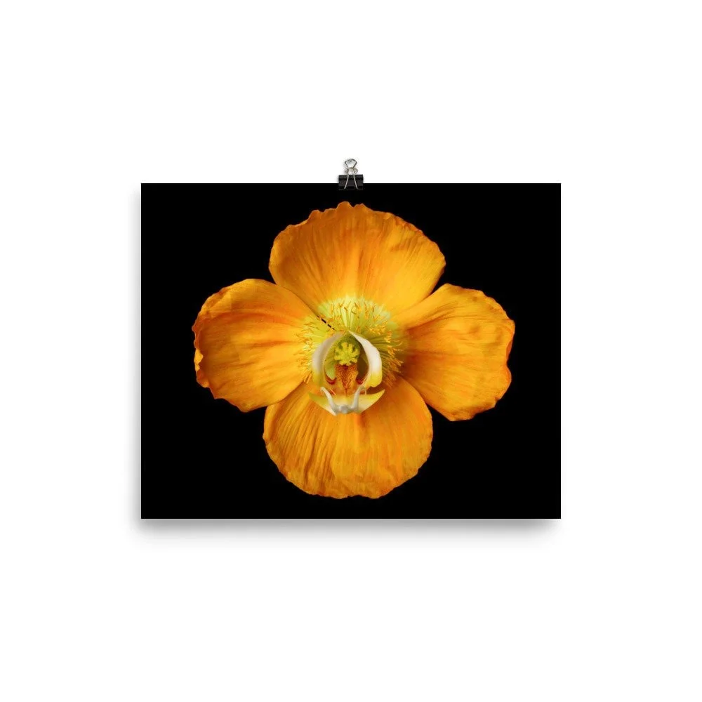 https://i.etsystatic.com/16519884/r/il/590894/2433441482/il_fullxfull.2433441482_lf4o.jpg