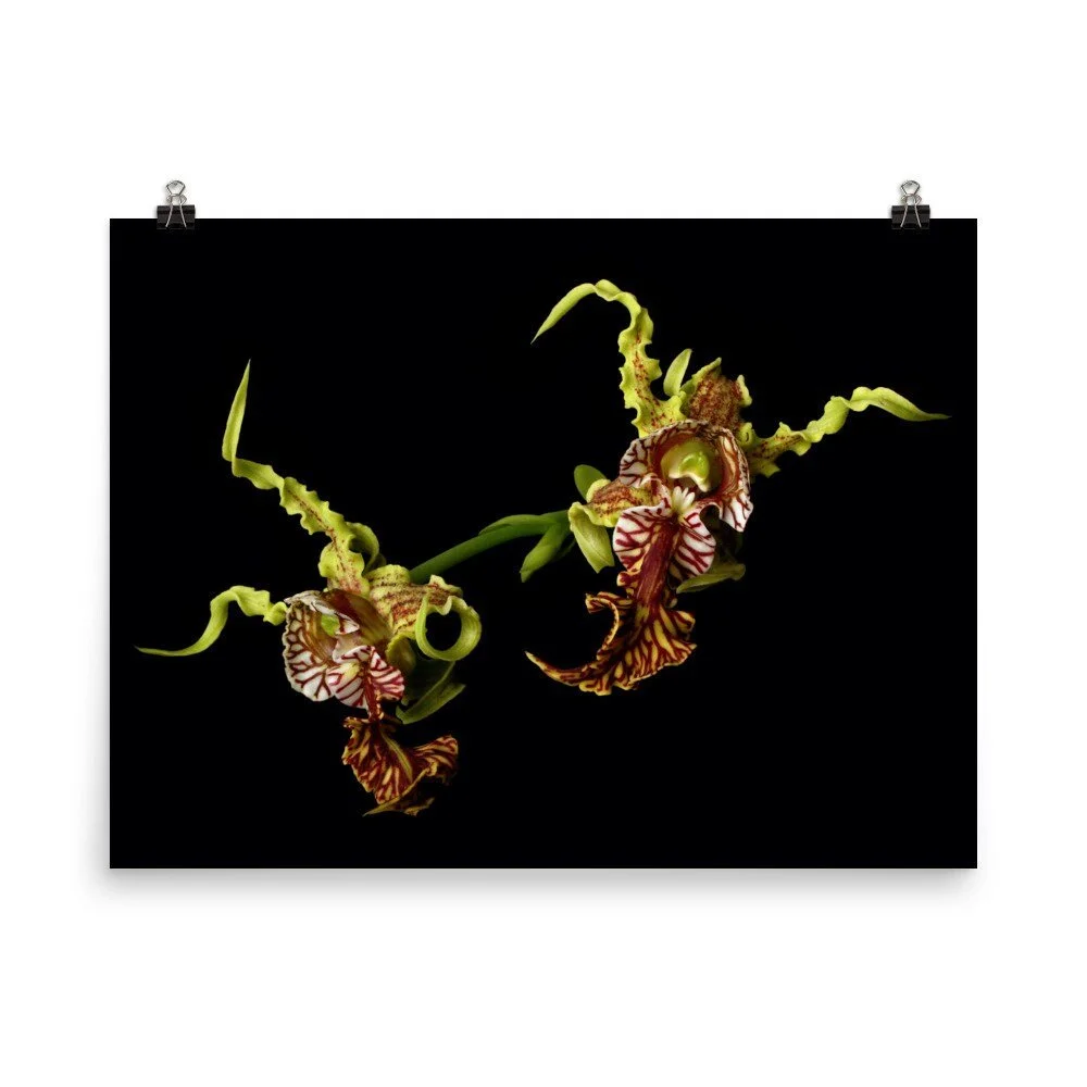 https://i.etsystatic.com/16519884/r/il/6946d6/2483295967/il_fullxfull.2483295967_72p7.jpg