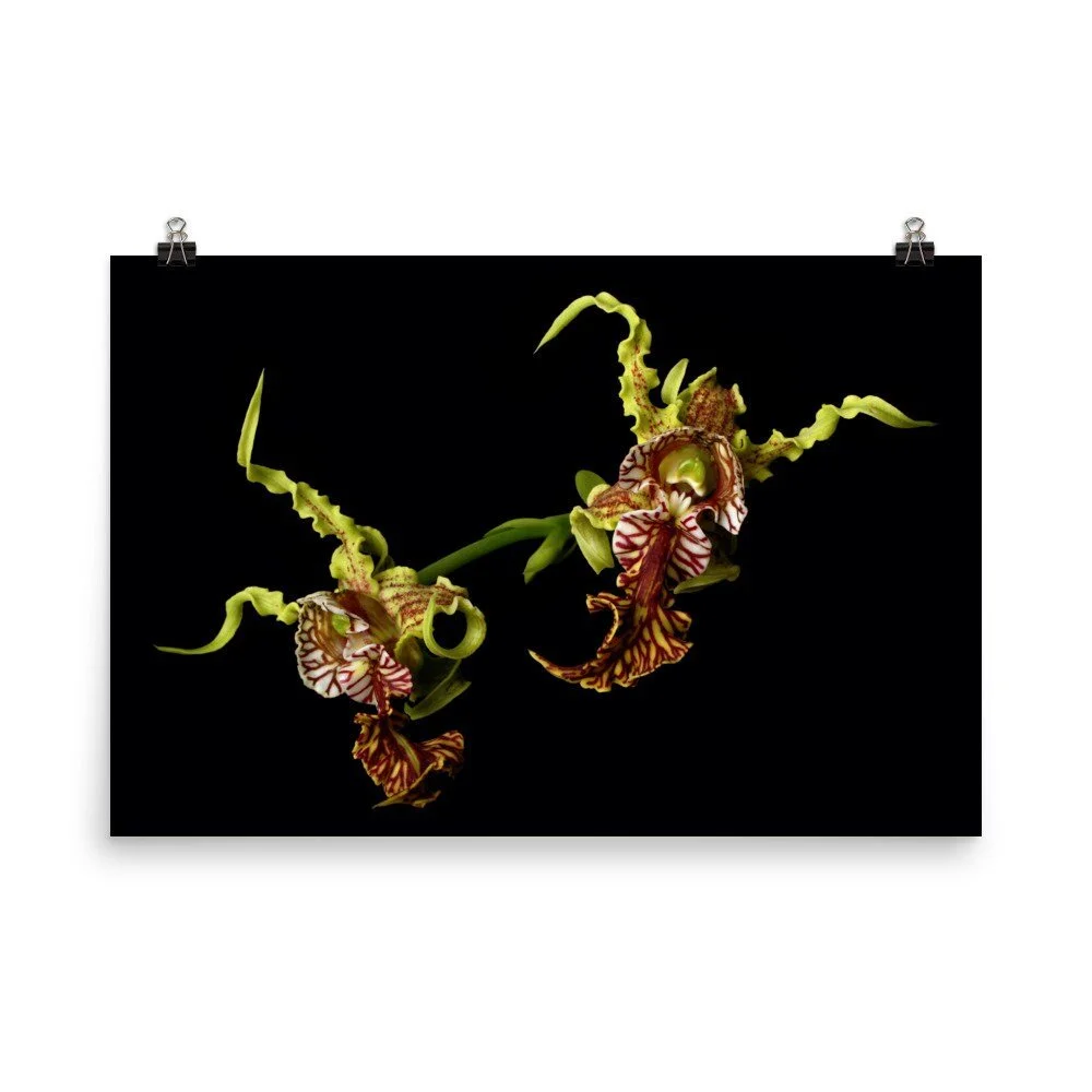 https://i.etsystatic.com/16519884/r/il/09b7a4/2435667916/il_fullxfull.2435667916_bu5y.jpg