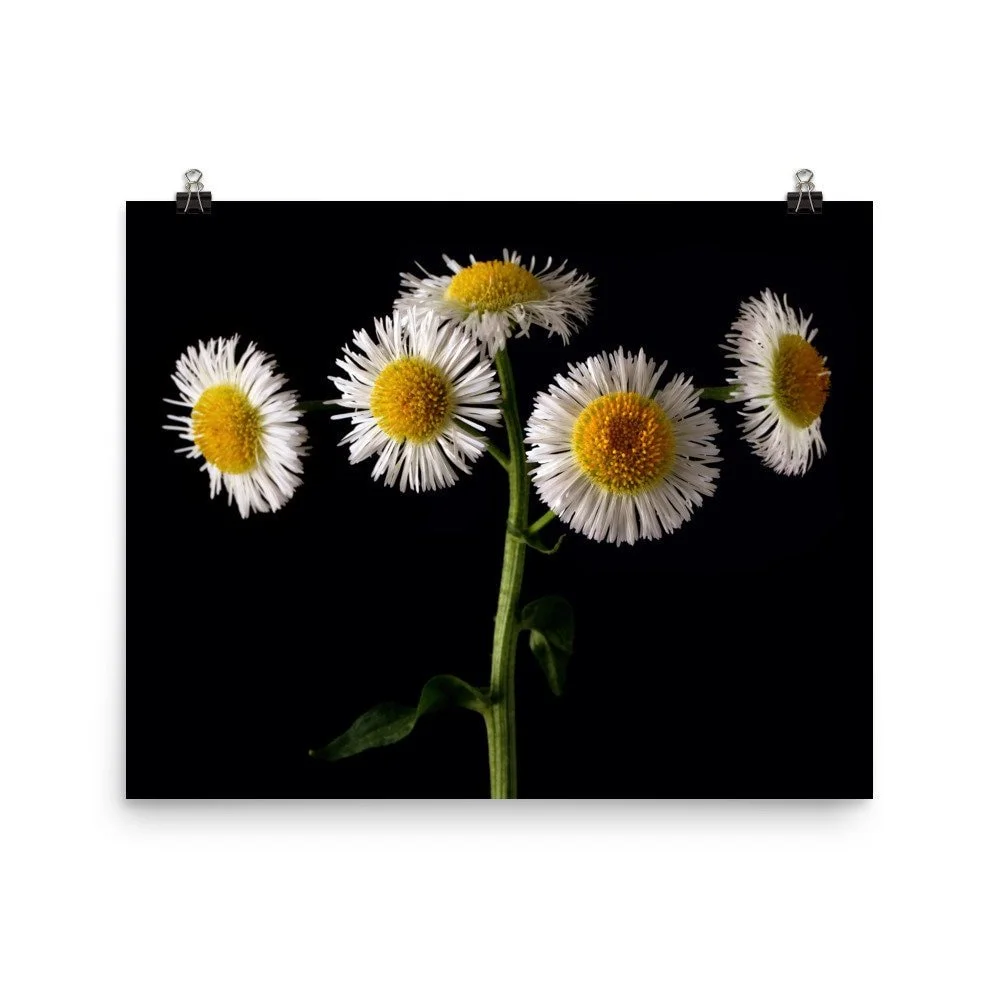 https://i.etsystatic.com/16519884/r/il/18431f/2439802298/il_fullxfull.2439802298_dzd7.jpg