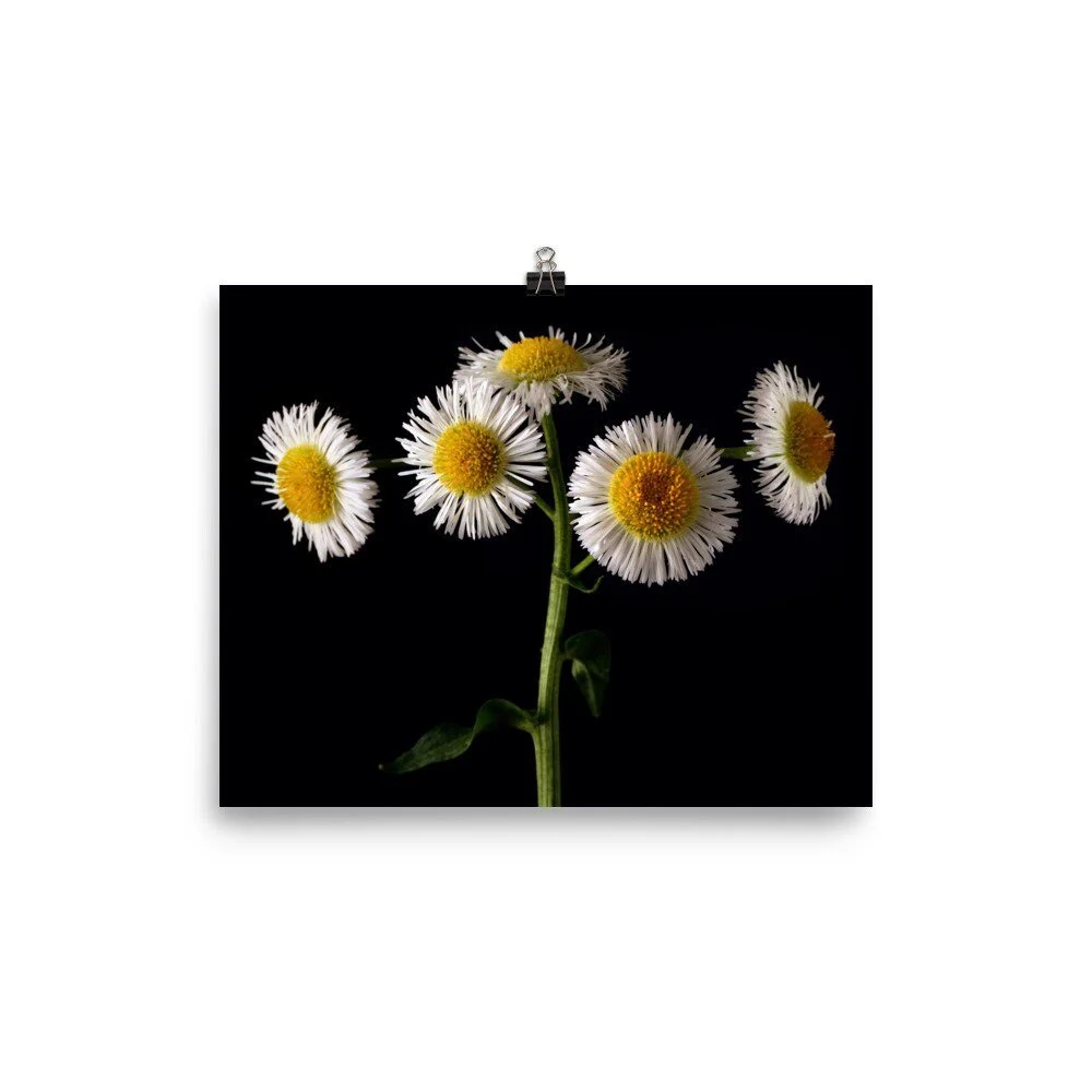 https://i.etsystatic.com/16519884/r/il/940e60/2487428549/il_fullxfull.2487428549_y8vk.jpg