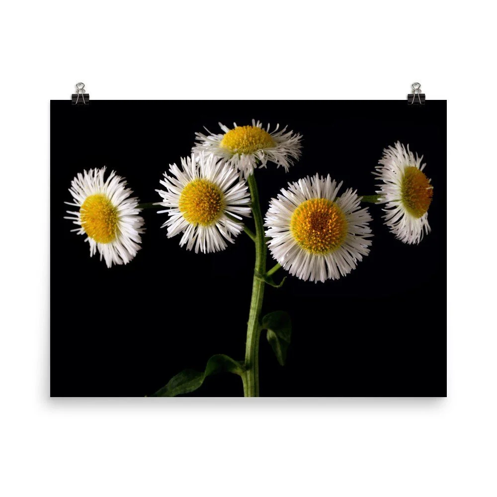 https://i.etsystatic.com/16519884/r/il/4ebcbf/2439801316/il_fullxfull.2439801316_2z9x.jpg