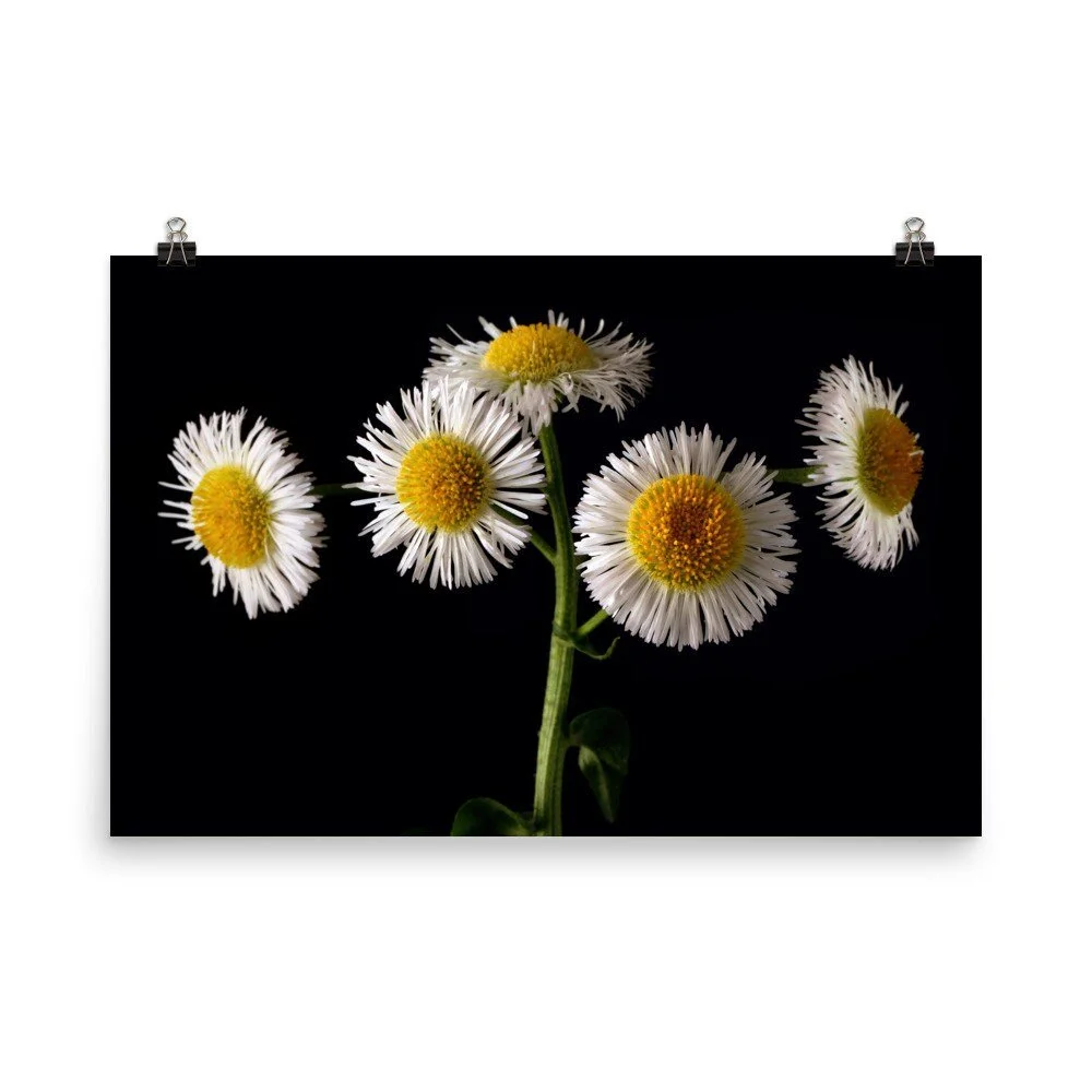 https://i.etsystatic.com/16519884/r/il/3c1080/2439801280/il_fullxfull.2439801280_59hb.jpg