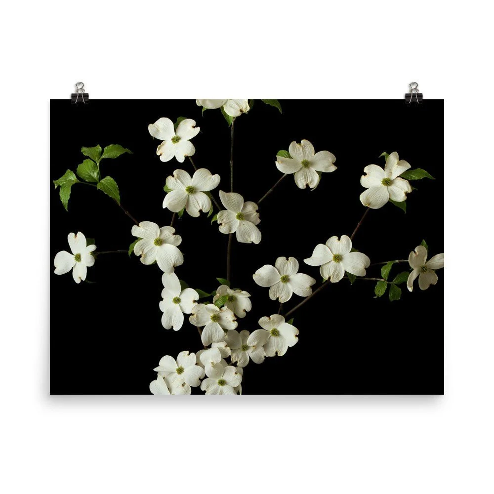 https://i.etsystatic.com/16519884/r/il/8a53e9/2432719790/il_fullxfull.2432719790_m8jq.jpg