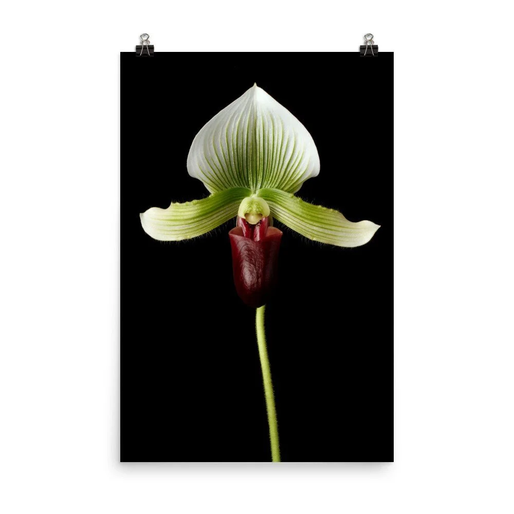 https://i.etsystatic.com/16519884/r/il/b93f6e/2481628677/il_fullxfull.2481628677_apoi.jpg