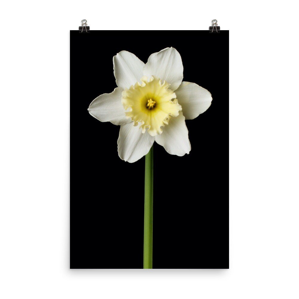 https://i.etsystatic.com/16519884/r/il/9ef1a1/2484878573/il_fullxfull.2484878573_k9az.jpg