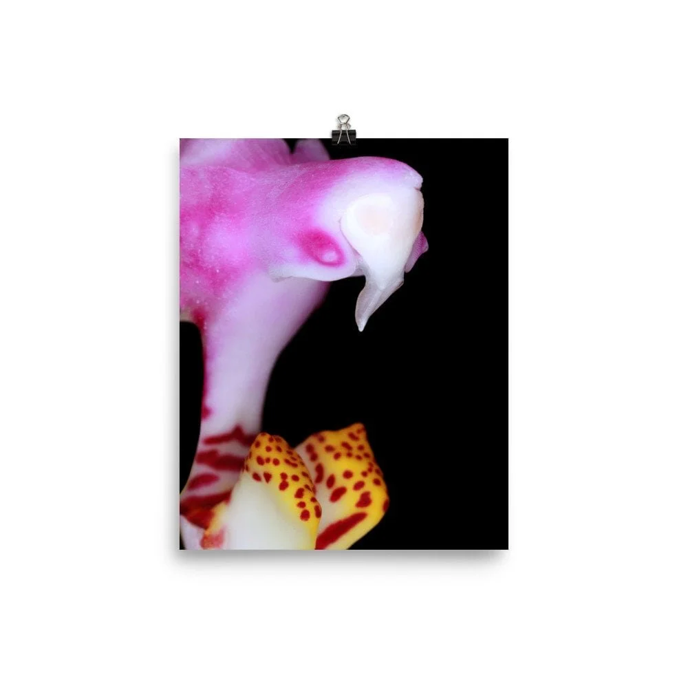 https://i.etsystatic.com/16519884/r/il/0b552f/2487295829/il_fullxfull.2487295829_7fu7.jpg