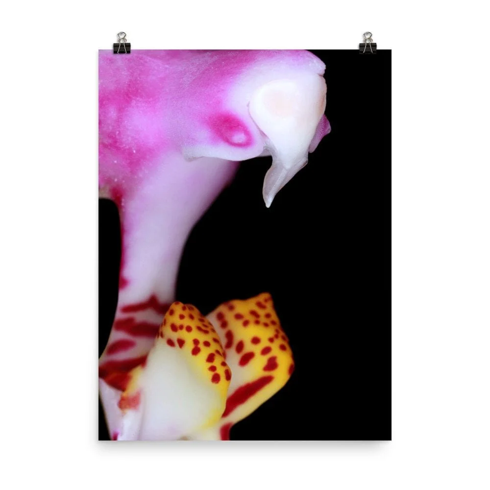 https://i.etsystatic.com/16519884/r/il/2e3beb/2439666244/il_fullxfull.2439666244_rbat.jpg