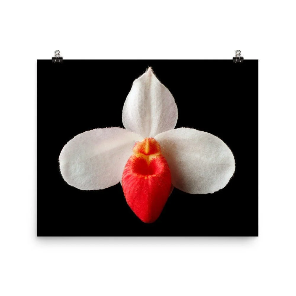 https://i.etsystatic.com/16519884/r/il/c7da70/2453617205/il_fullxfull.2453617205_ixrj.jpg