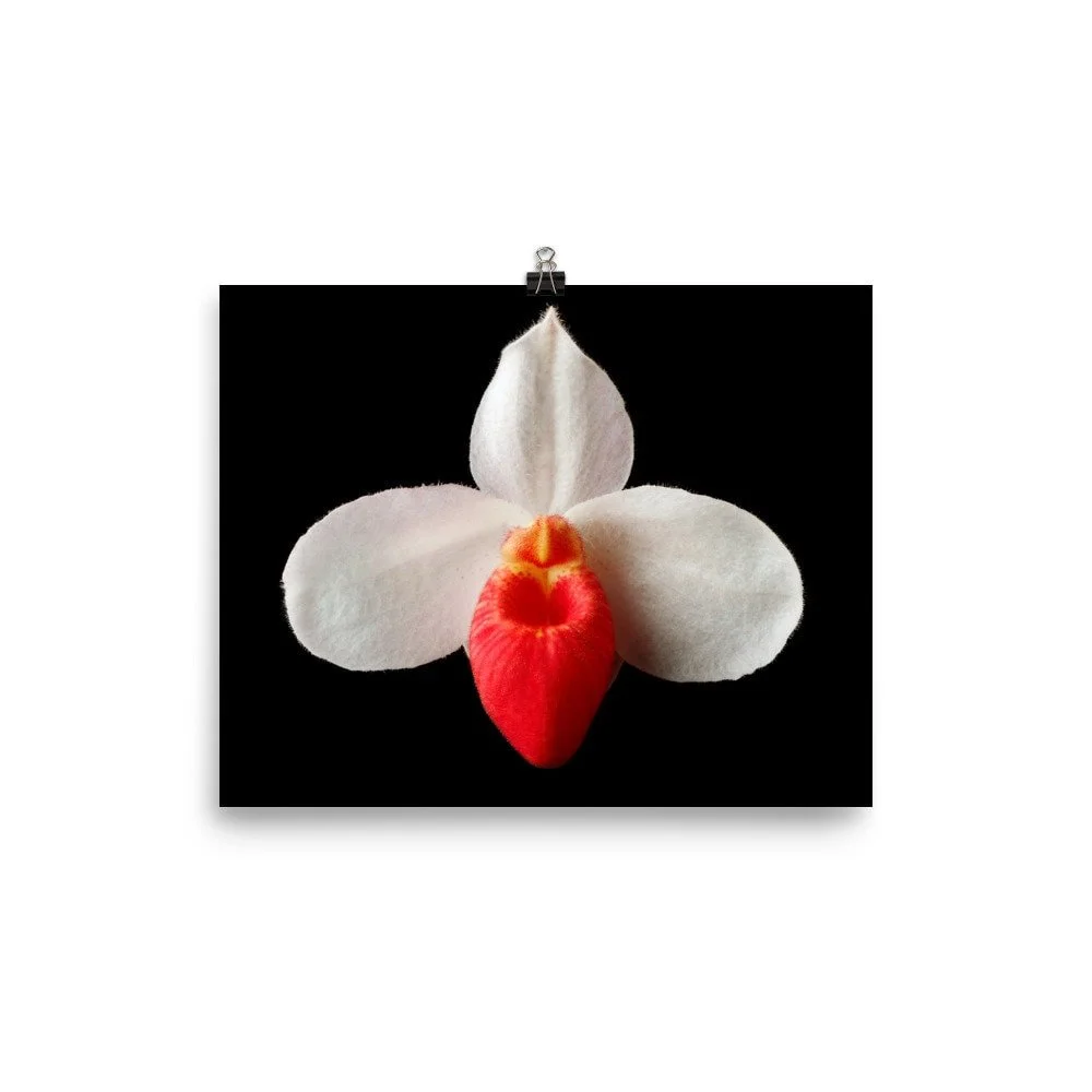 https://i.etsystatic.com/16519884/r/il/8d89fe/2453616371/il_fullxfull.2453616371_h7av.jpg
