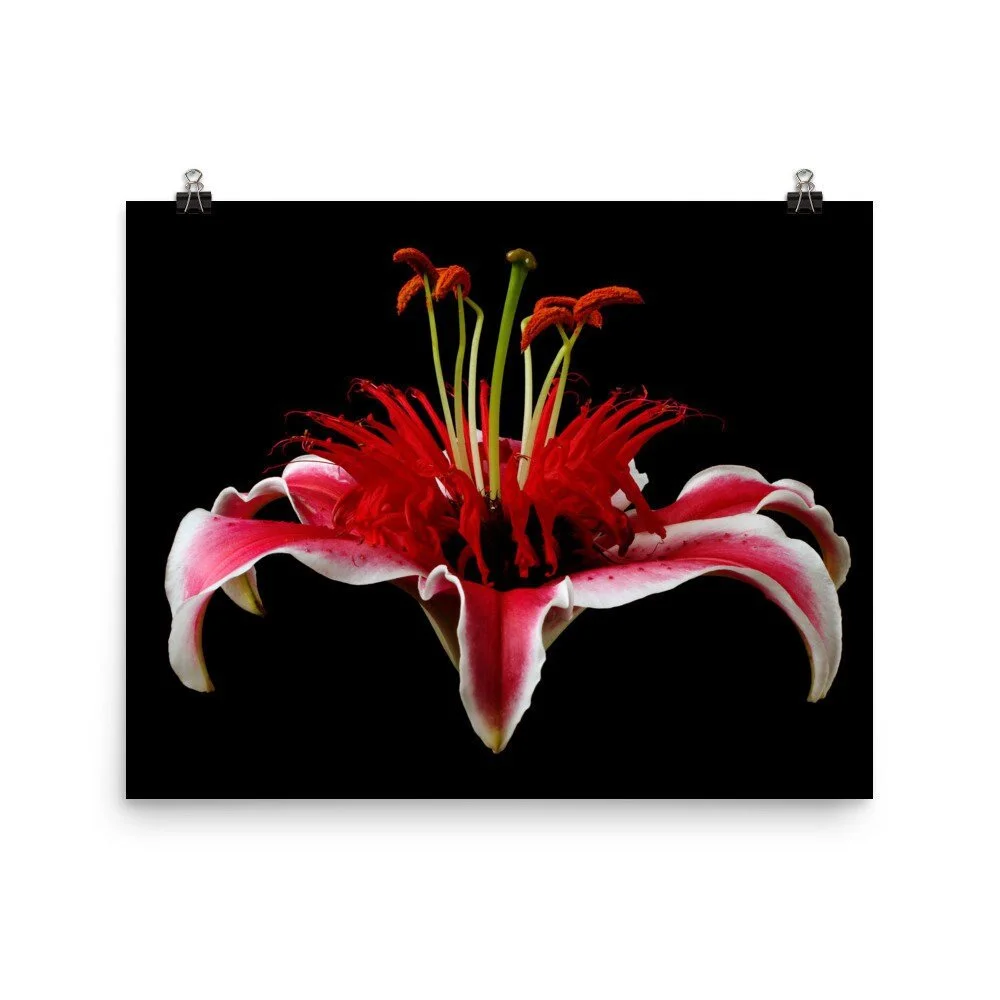 https://i.etsystatic.com/16519884/r/il/3fedcf/2406821490/il_fullxfull.2406821490_fgcz.jpg
