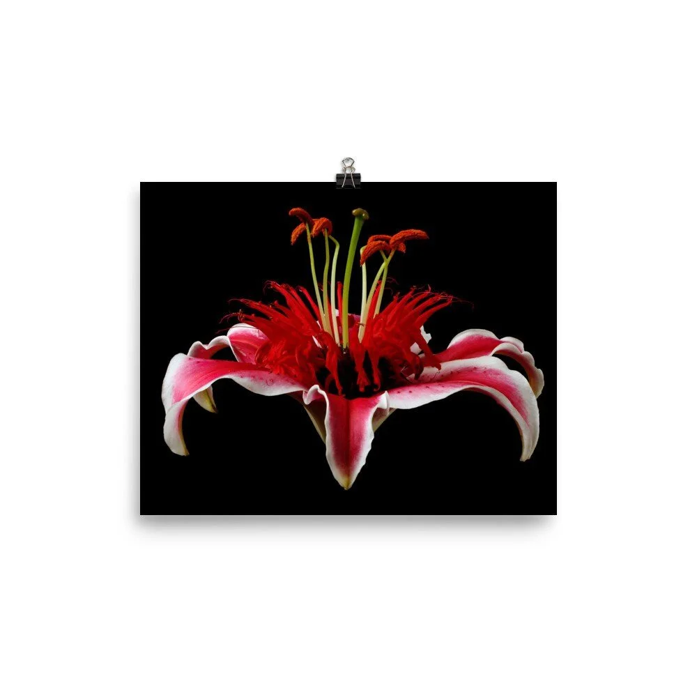 https://i.etsystatic.com/16519884/r/il/773cbb/2406817672/il_fullxfull.2406817672_2b5p.jpg