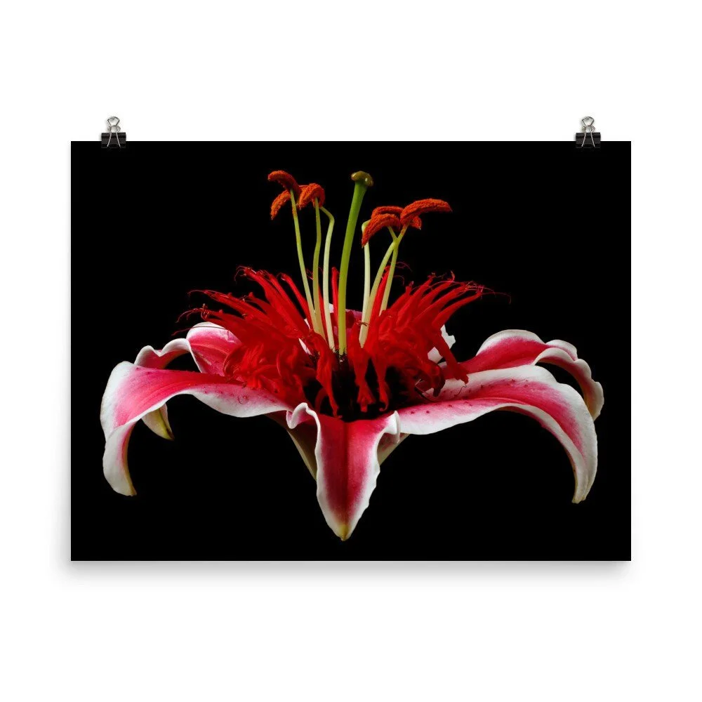 https://i.etsystatic.com/16519884/r/il/ac2019/2454448313/il_fullxfull.2454448313_3bd5.jpg